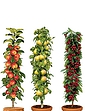 Set Of Three Fruit Trees