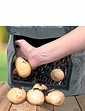 Grow Your Own Potato Planters - Green