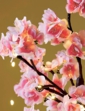 Dark Pink Cherry Blossom Tree - Pink