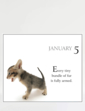 365 Days With My Bossy Cat Calendar - Multi