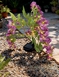 Solar Wisteria Lights - Pink