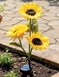 Solar Sunflower Lights - Yellow