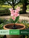 Orchid Flowers Solar Lights - Pink