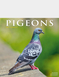 Luxury Pigeons 2026-2027 Calandar - Multi
