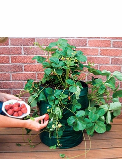 Grow Your Own Strawberry Planters Green