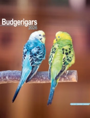 Budgerigars Luxury 2025 2026 Calendar Multi
