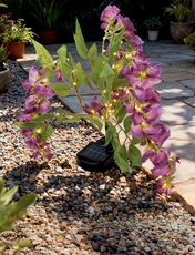 Solar Wisteria Lights Pink