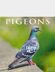 Pigeons Luxury 2026 2027 Calandar Multi