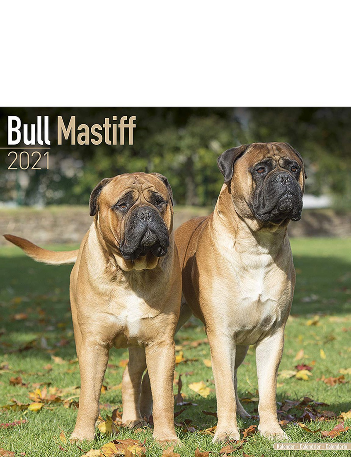 mastiff et bullmastiff