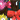 Multi